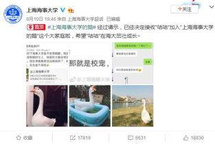 社会热点ppt 网红大鹅陈妍染 今日吃瓜热门大瓜每日更新51,揭秘今日热门大瓜，每日更新51